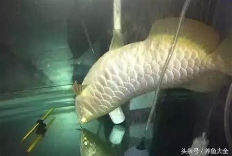 魚死了要換水嗎|魚死了，水壞了，怎麼辦？